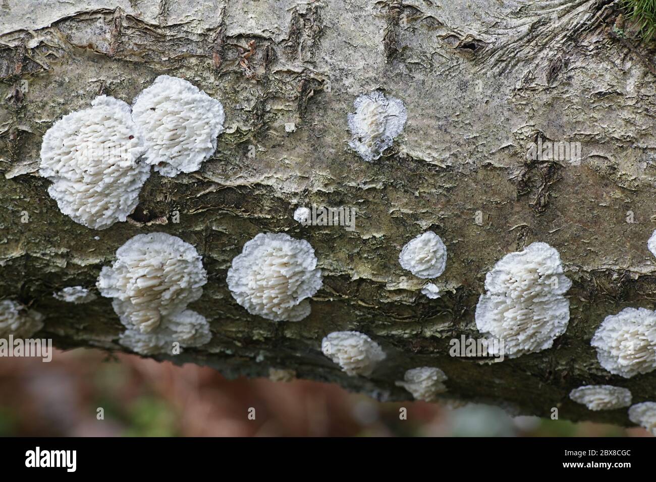 Basidioradulum radula, known as toothed crust, wild fungus from Finland Stock Photo