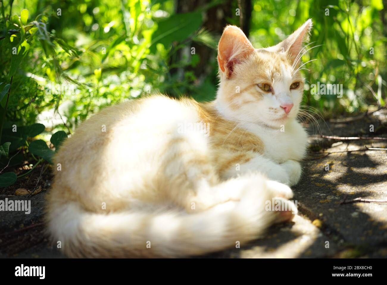 Cute ginger cat resting in a spring garden. Stock Photo