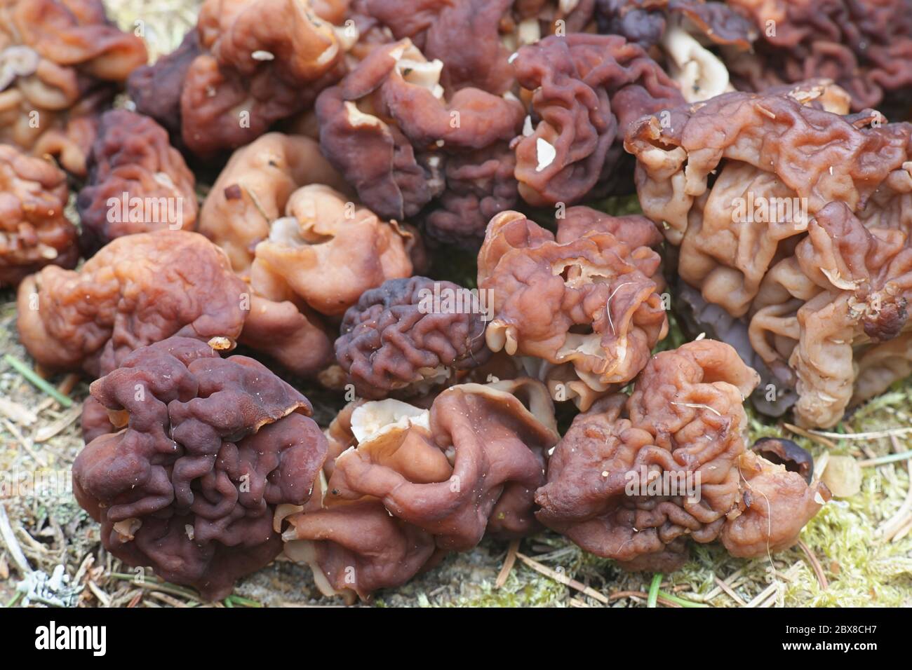 Gyromitra esculenta, known as the False Morel, deadly poisonous fungus