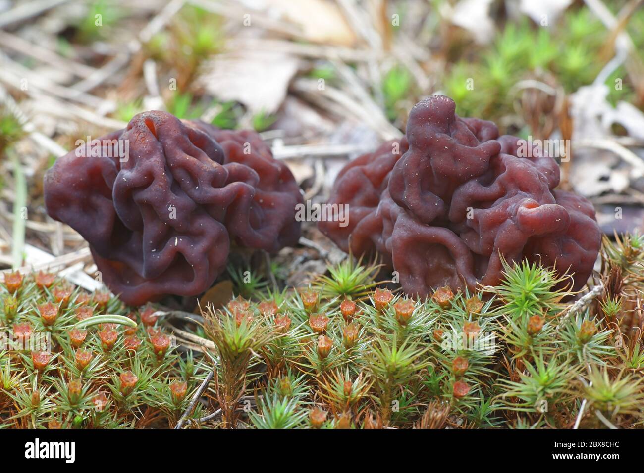 False Morel, Gyromitra esculenta, deadly poisonous fungus from Finland