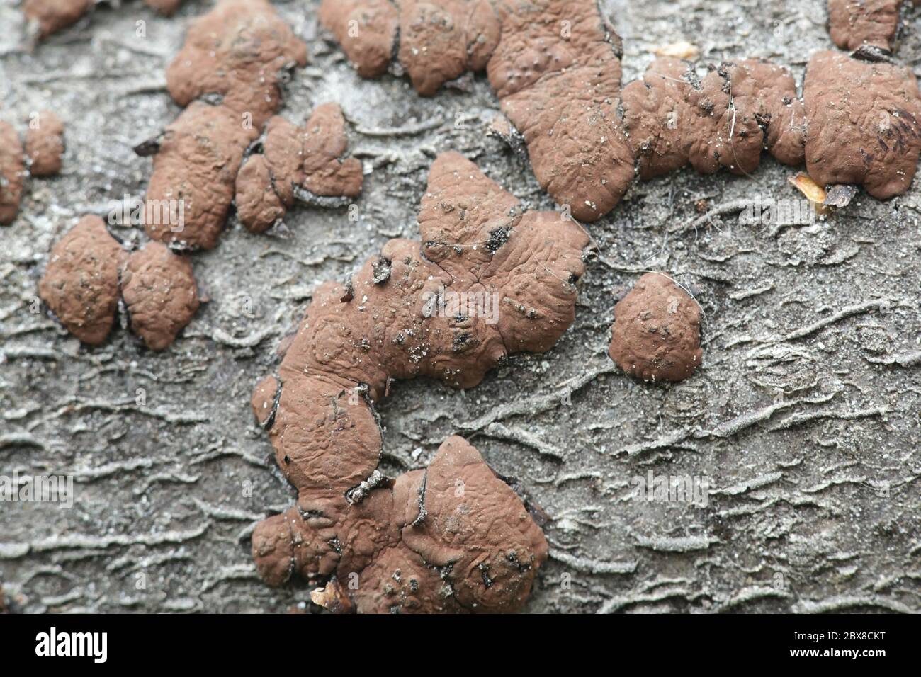Hypoxylon fuscum, known as the hazel woodwart, wild fungus from Finland Stock Photo