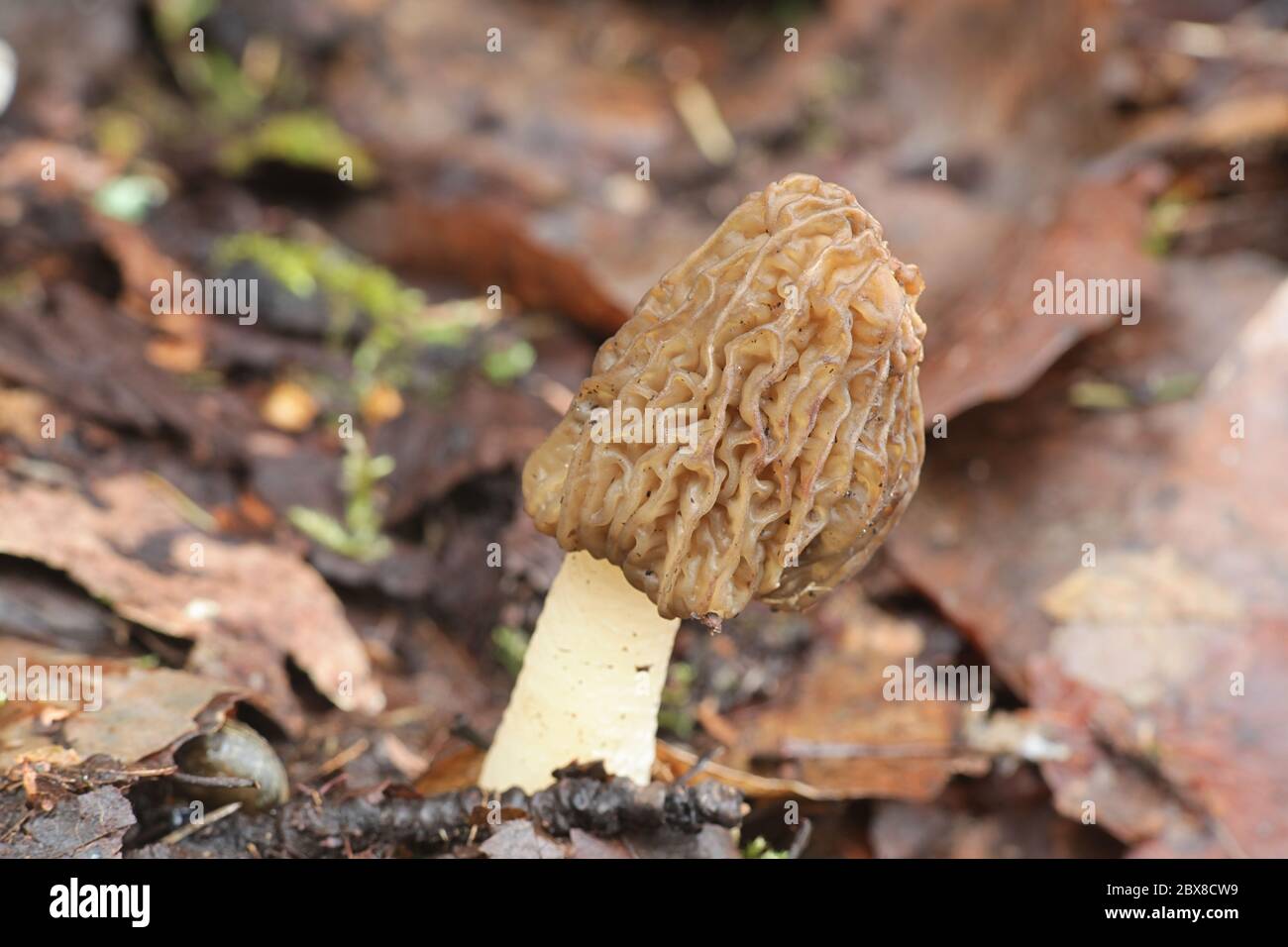 Verpa bohemica, known as the early morel, early false morel) or the