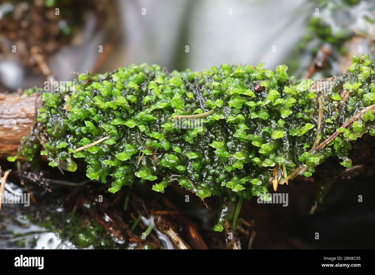 Scapania undulata, known as Water Earwort, a liverwort growing on forest streams in Finland Stock Photo