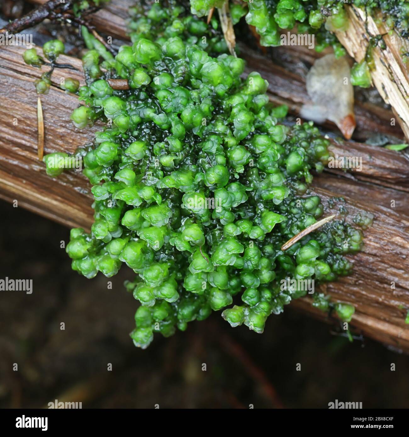 Scapania undulata, the Water Earwort, a liverwort growing on forest streams in Finland Stock Photo
