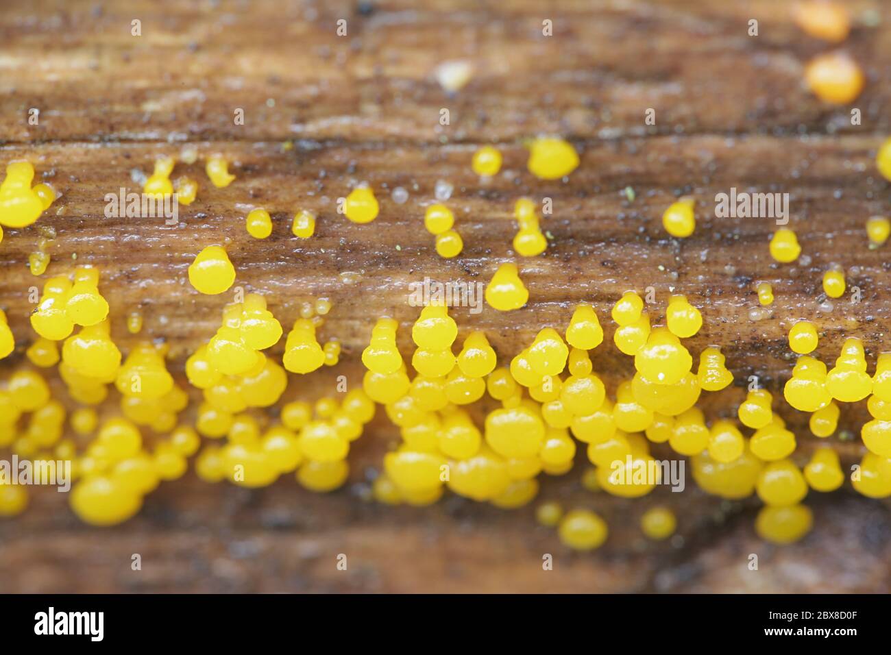 Dacrymyces capitatus, a jellyspot fungus from Finland Stock Photo