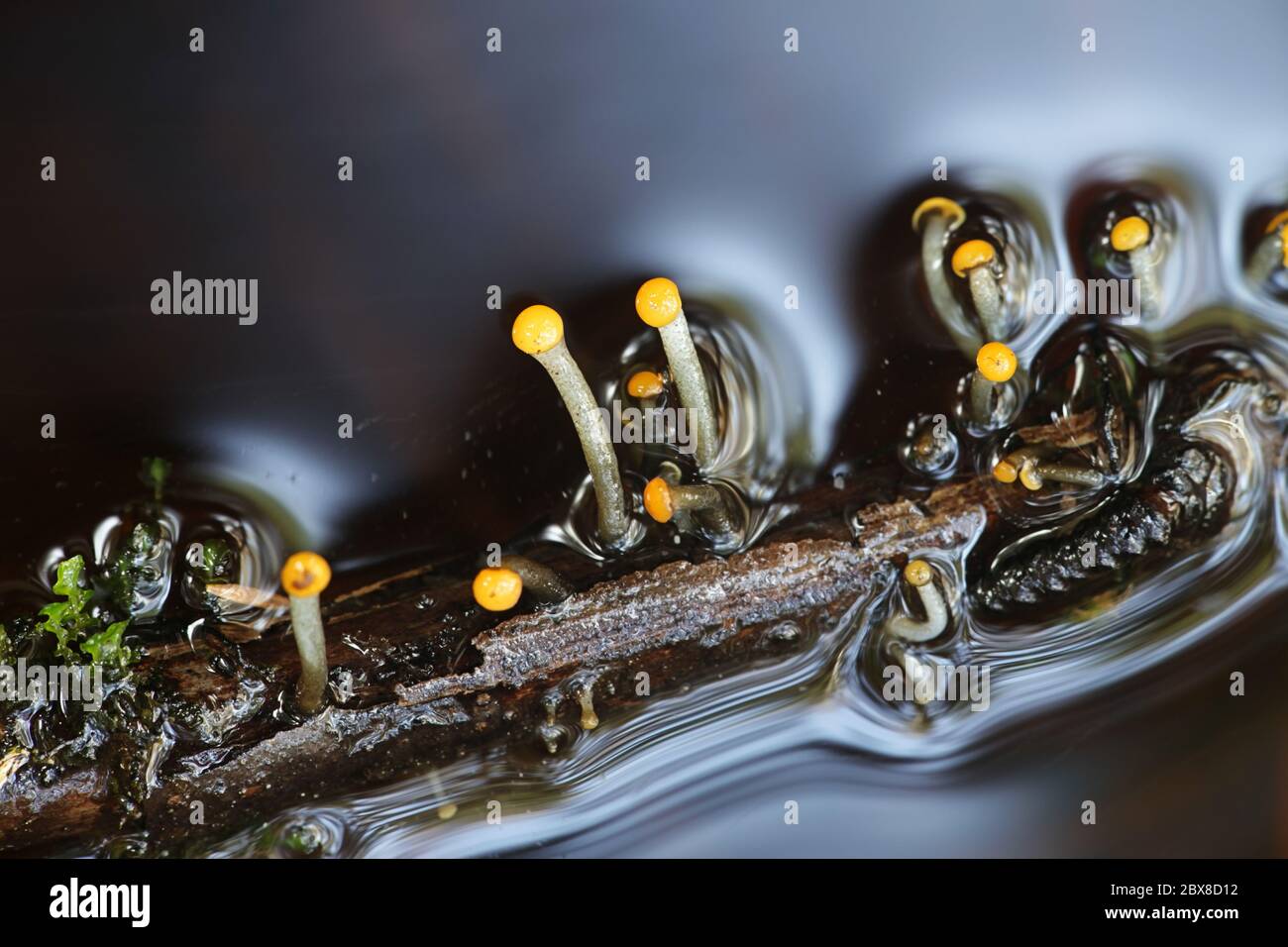 Vibrissea truncorum, a submerged water fungus growing in forest streams