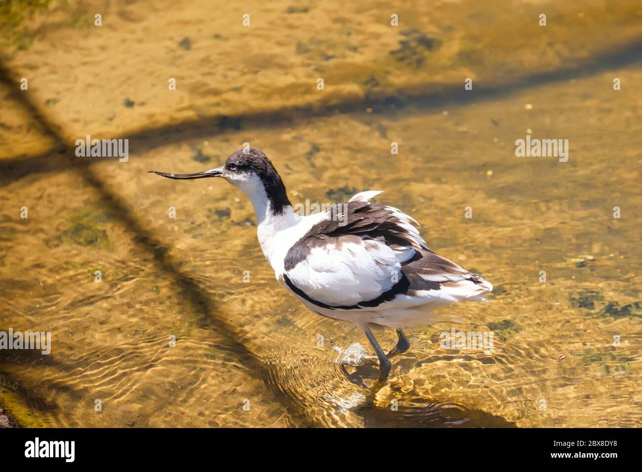 Avocet any of a genus, Recurvirostra of rather large long-legged shorebirds with webbed feet. Stock Photo