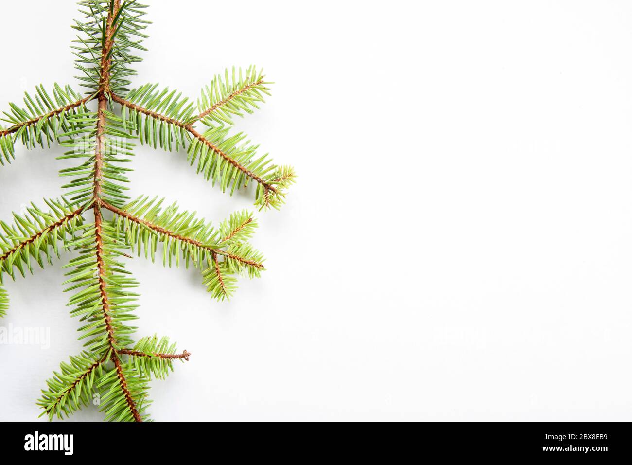 fir tree branch on a white background Stock Photo - Alamy