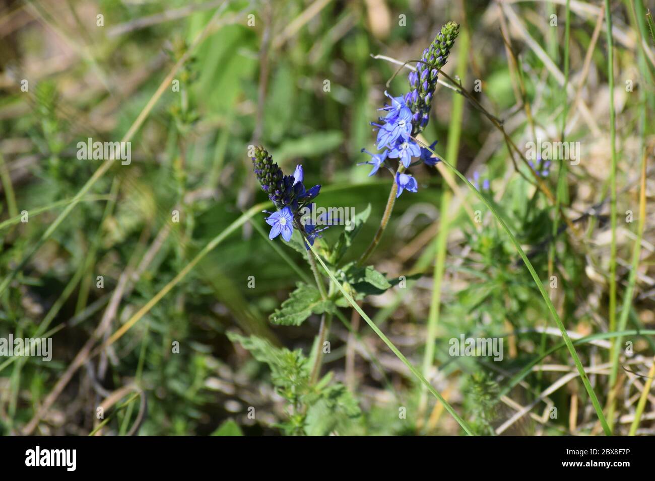spiked Speedwell in the great Outdoors Stock Photo