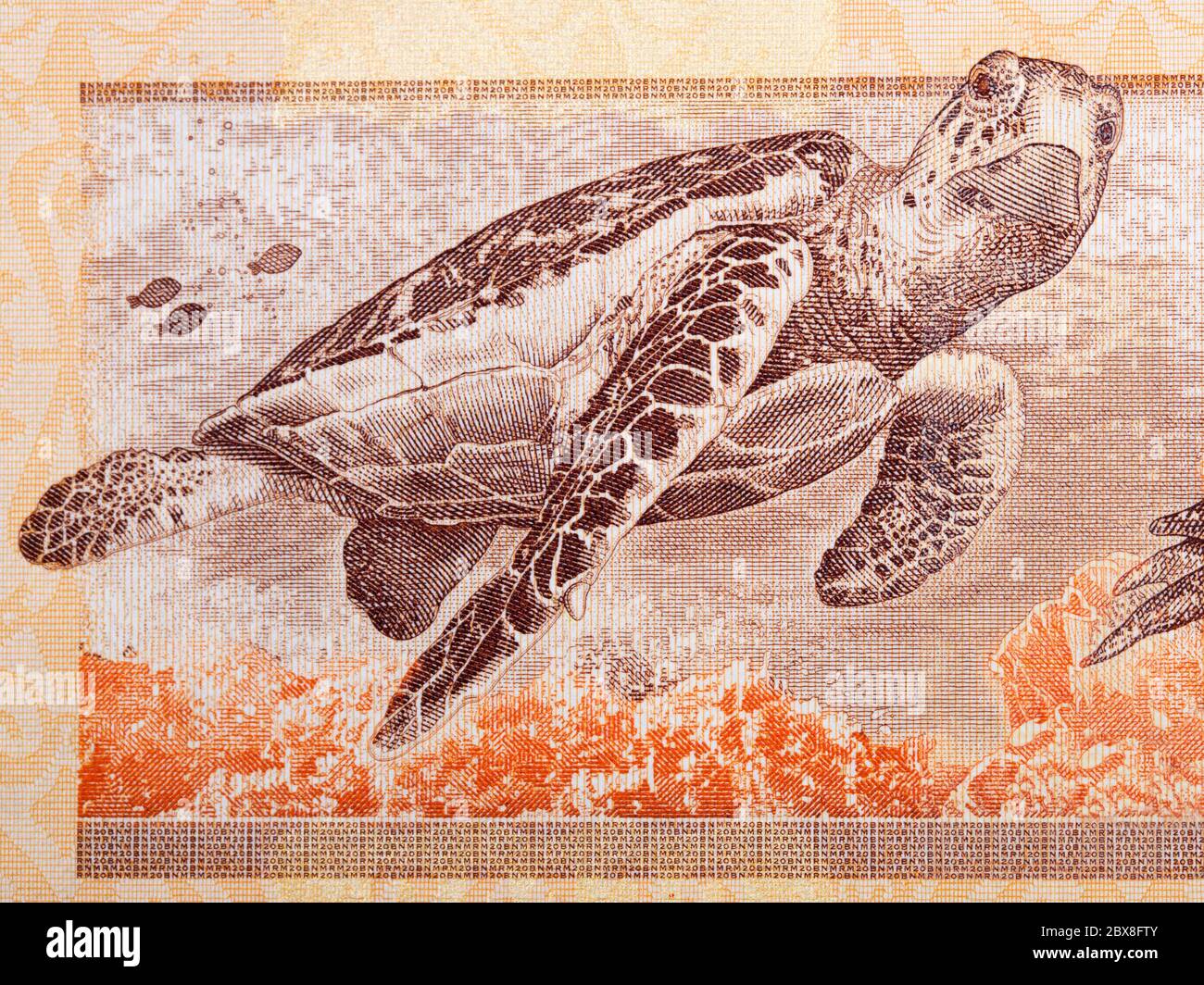 Hawksbill sea turtle a portrait from Malaysian money Stock Photo