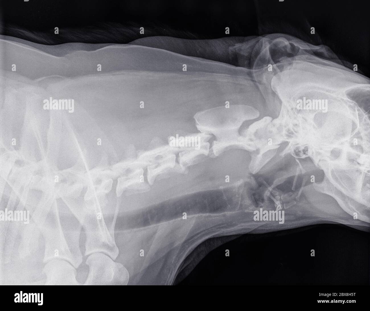 Digital X-ray of the side of the neck of a dog with normal cervical vertebrae. The dark strip under the vertebrae is the trachea. Left is the shoulder Stock Photo