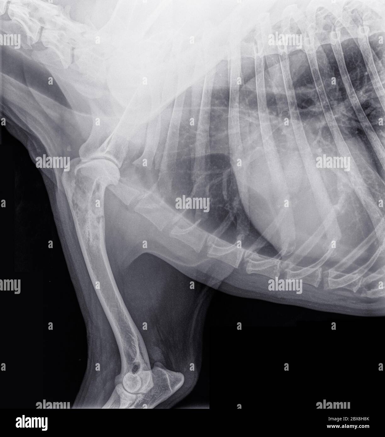 Lateral X-ray of the front part of a dog with bone cancer (osteosarcoma) in the upper part of the humerus. Isolated on black Stock Photo