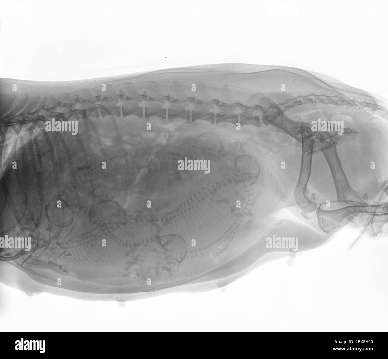 X-ray of a pregnant Dachshund dog with 6 puppies in the uterus. On the right is the bitch's pelvis, on the left you see the stomach Stock Photo
