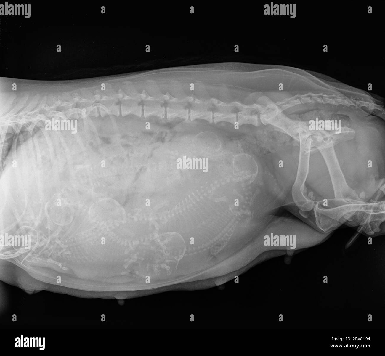 X-ray of a pregnant Dachshund dog with 6 puppies in the uterus. On the right is the bitch's pelvis, on the left you see the stomach Stock Photo