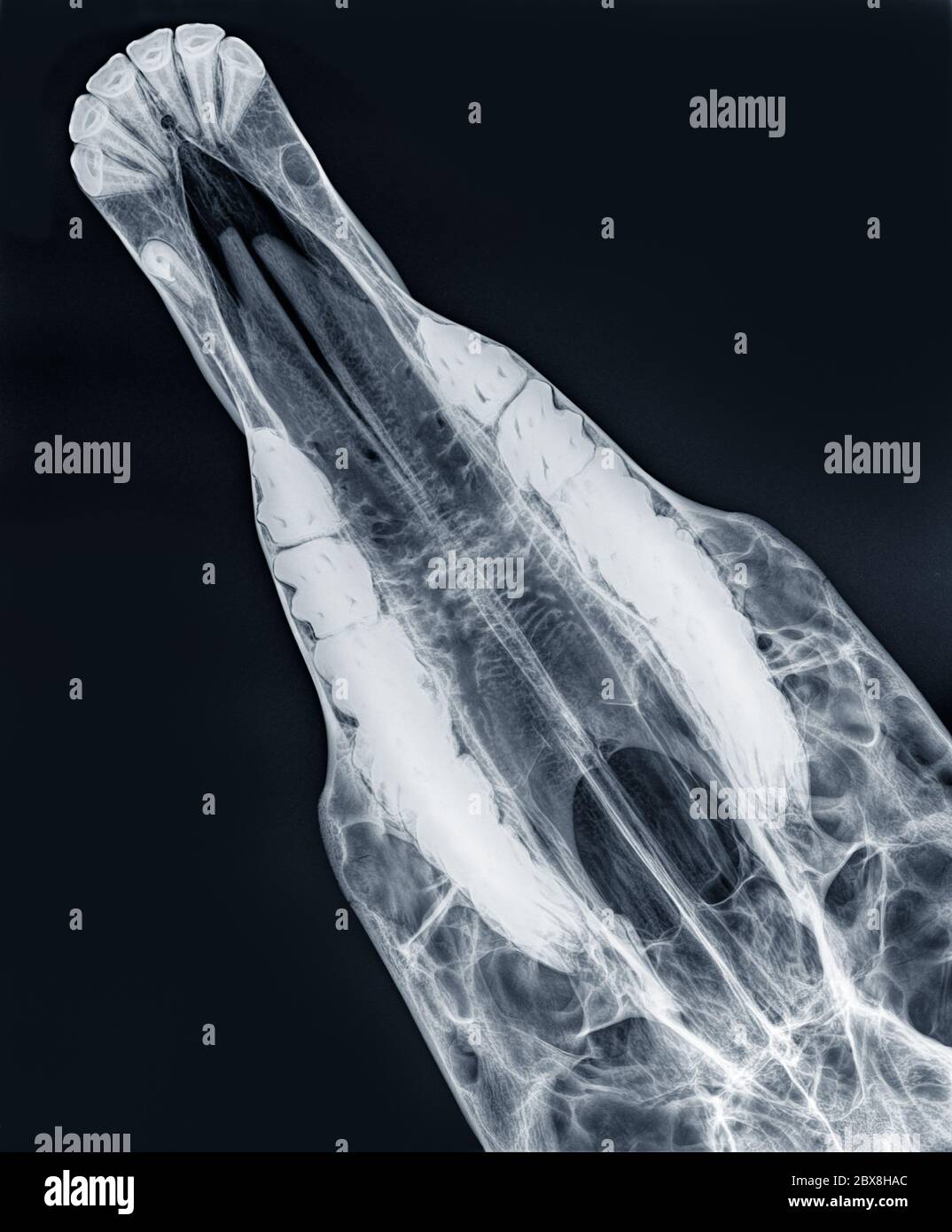 X-ray of the upper jaw of a horse, dorso-ventral view Stock Photo