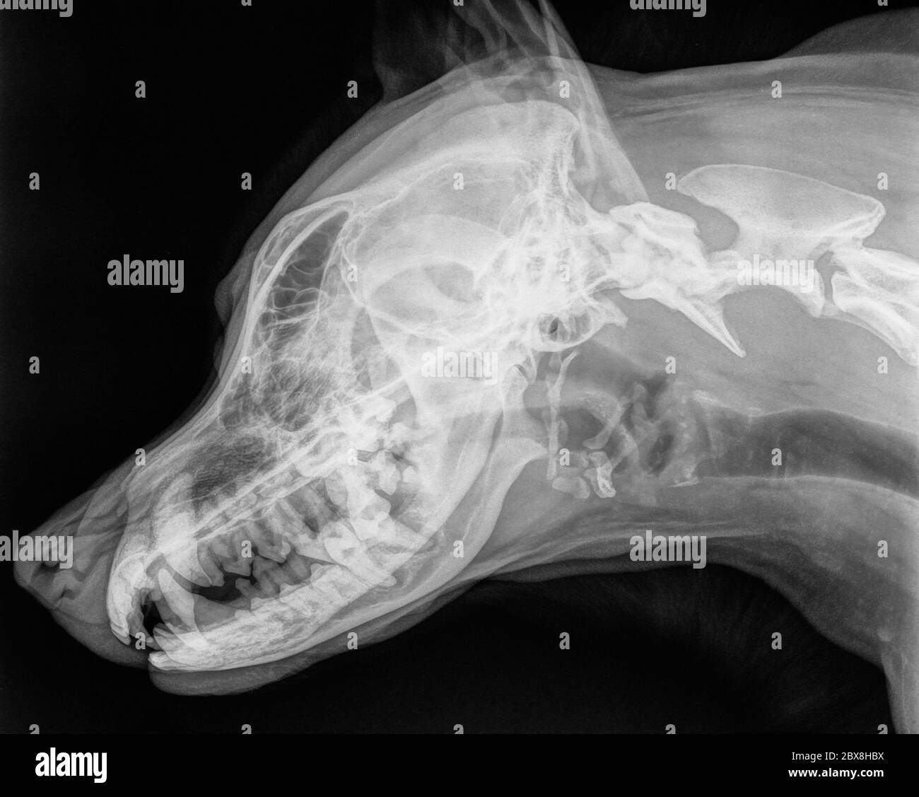 Canine x ray hires stock photography and images Alamy