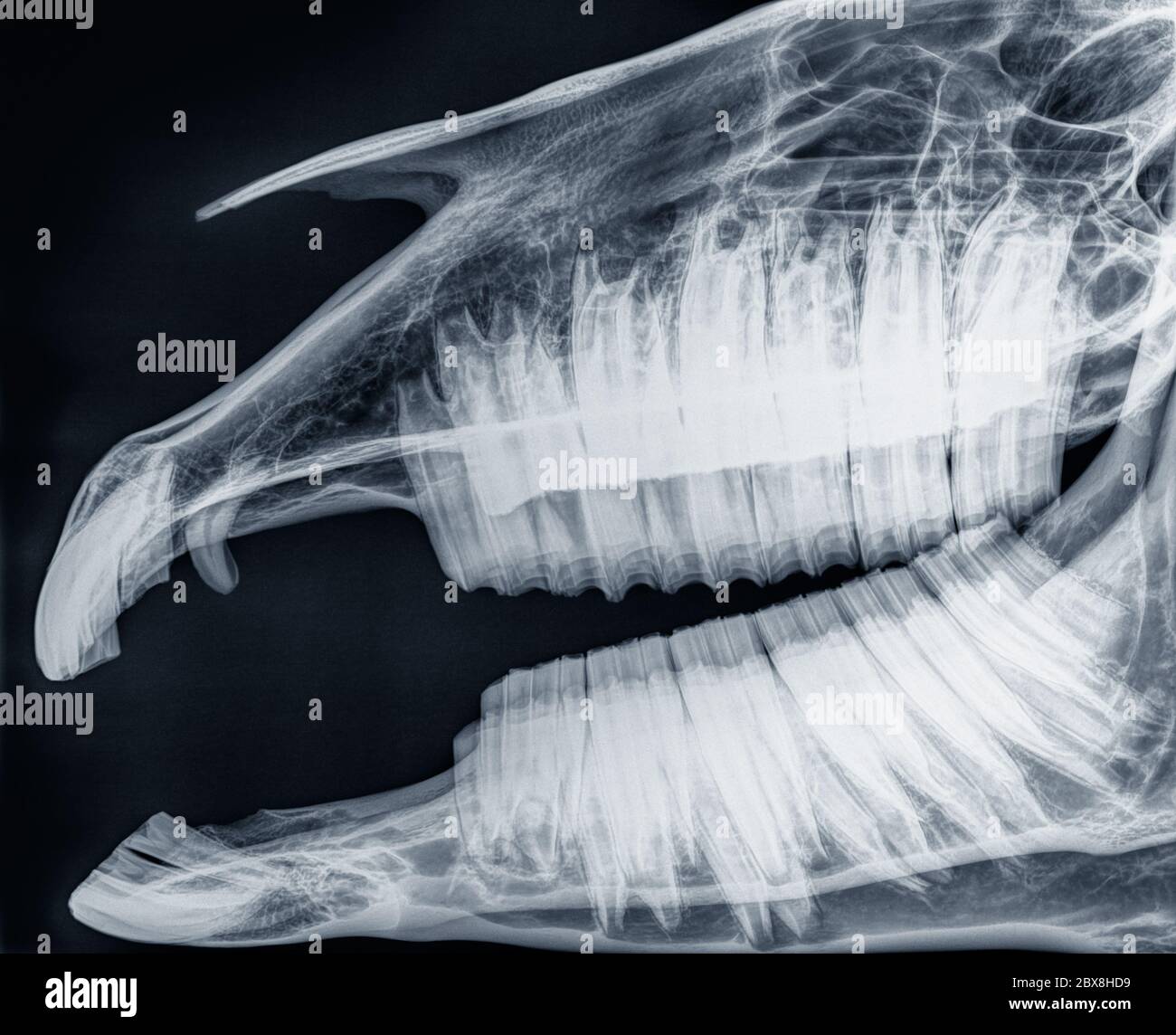 X-ray of the skull of a horse, side view, blue. Upper jaw and mandible open with giant teeth. Stock Photo