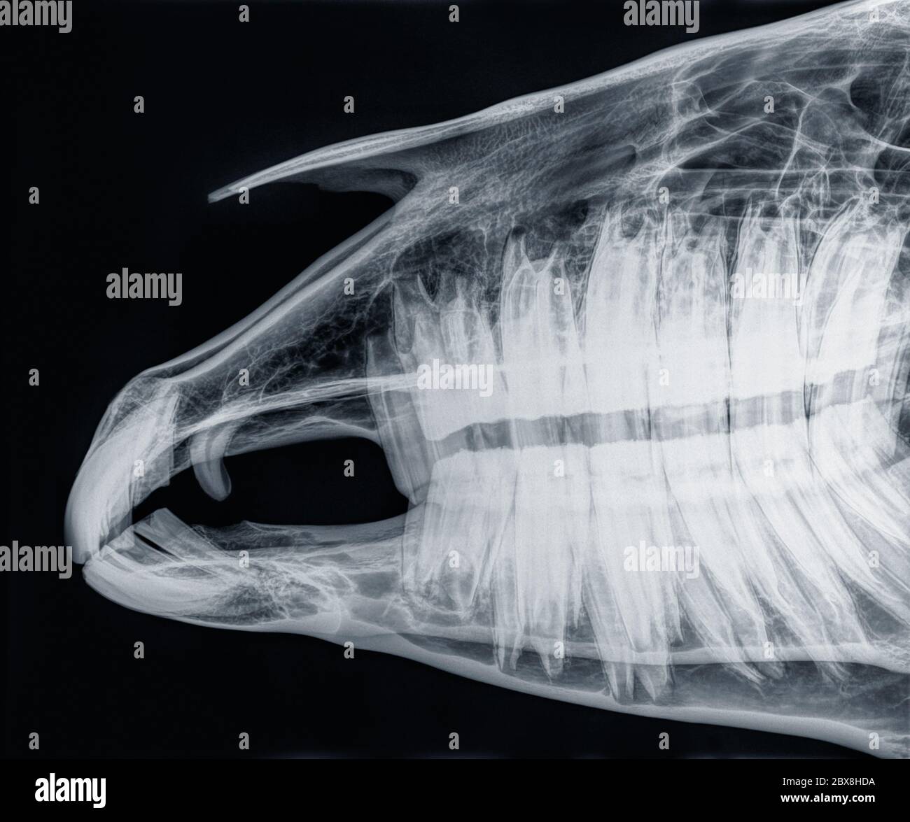 X-ray of the skull of a horse, side view, blue. Upper jaw and mandible closed with giant teeth. Stock Photo