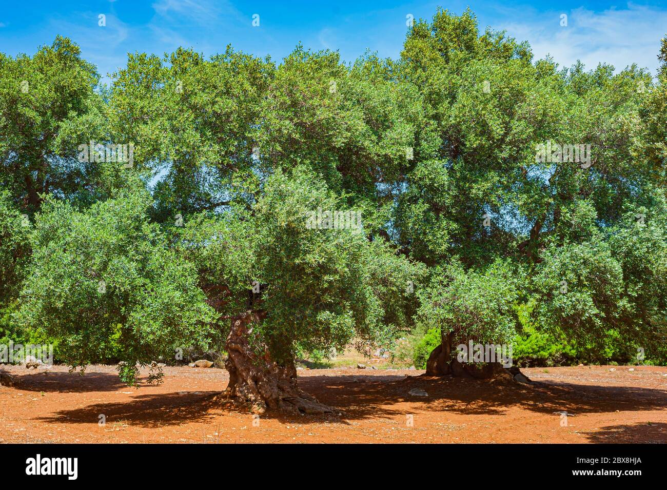 Trunk of old olive trees Stock Photo - Alamy