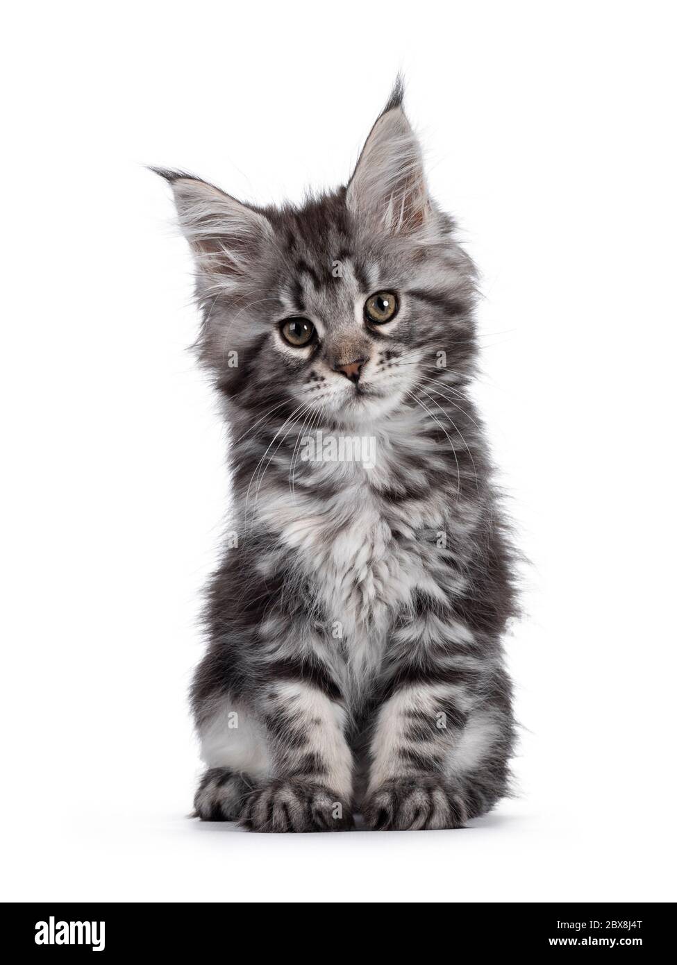 Expressive silver tabby Maine Coon cat kitten, sitting facing front. Looking at lens with