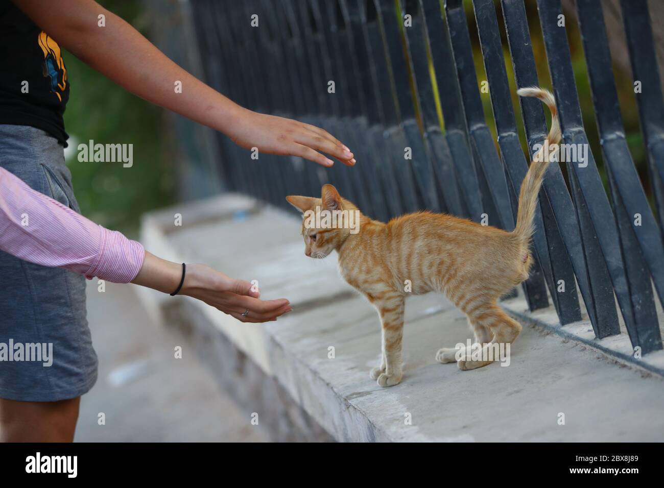 Cairo. 1st June, 2020. People play with a cat on a street in Cairo, Egypt  on June 1, 2020. Fears that pets can transmit COVID-19 virus have led many  owners to abandon