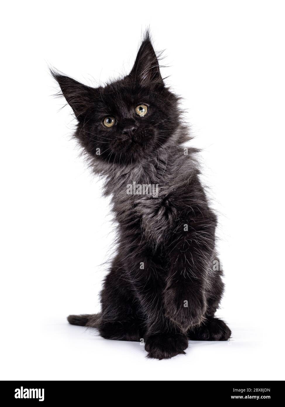 Black Smoke Maine Coon