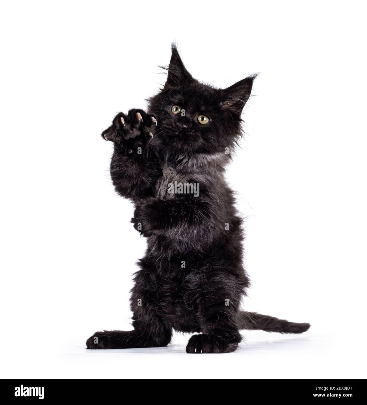 Majestic black smoke Maine Coon cat kitten, sitting fon hind paws with