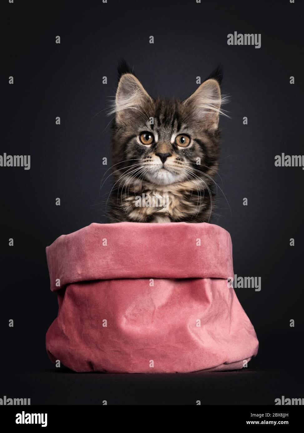 Cute classic black tabby Maine Coon cat kitten, sitting facing front in