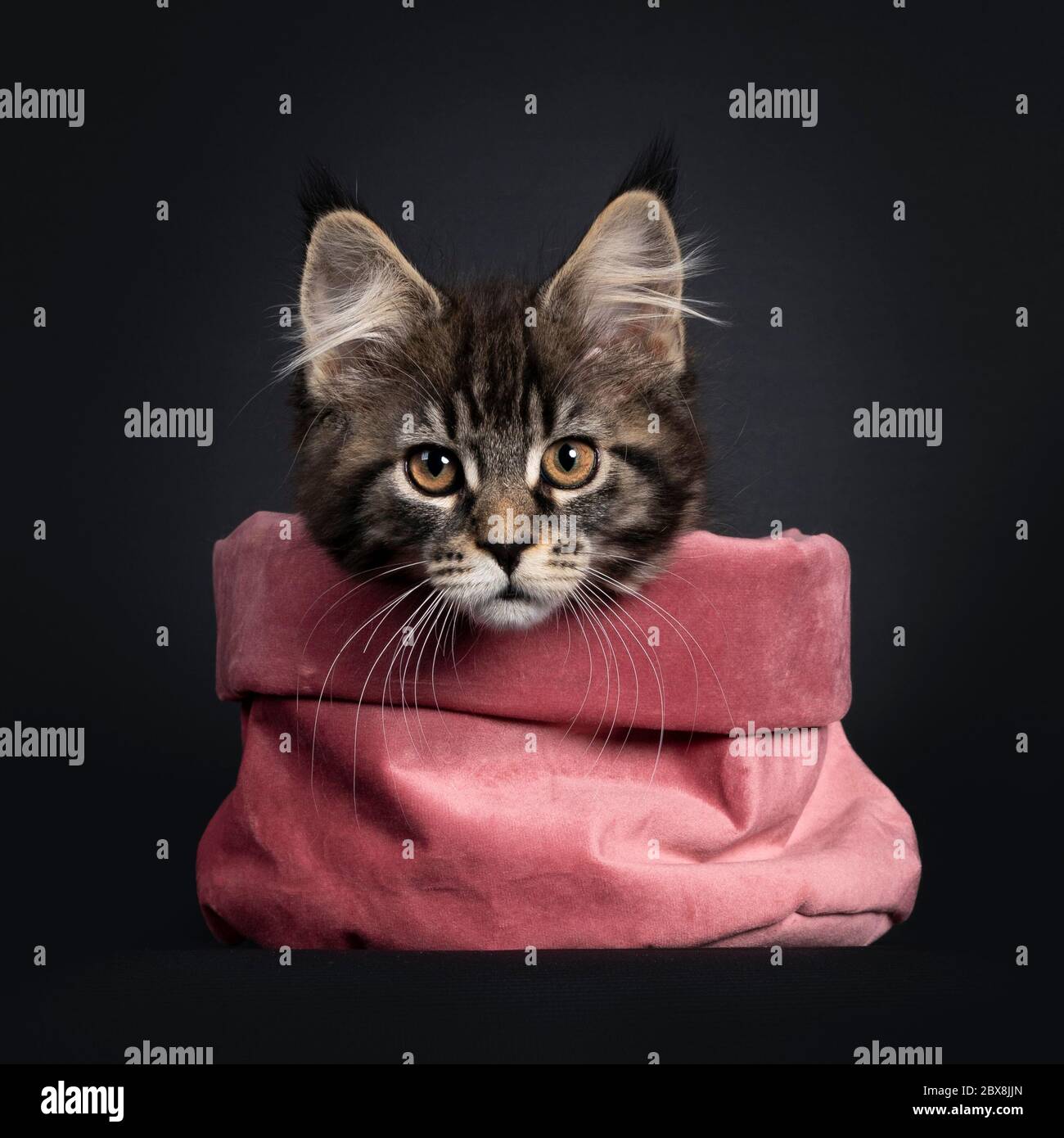 Cute classic black tabby Maine Coon cat kitten, sitting facing front in