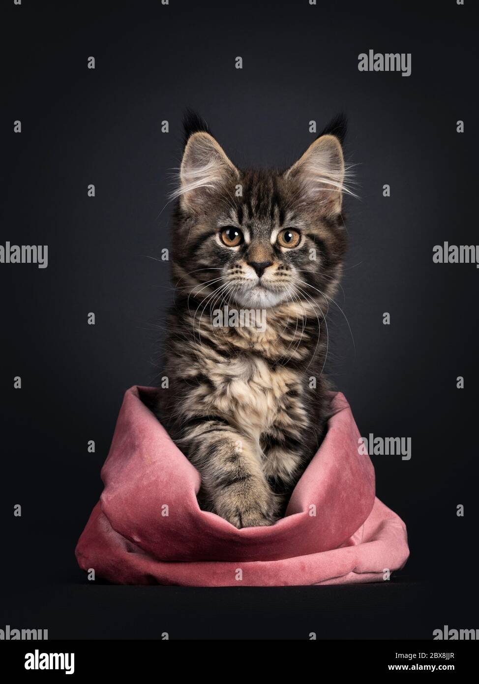 Cute classic black tabby Maine Coon cat kitten, sitting facing front in
