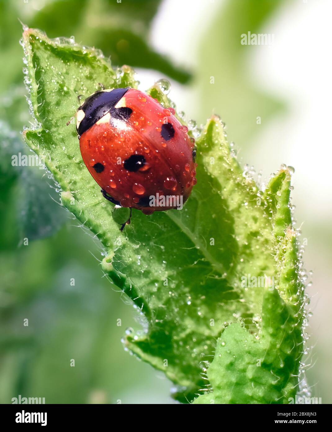 Fresh morning in the garden. Ladybug and dew droplets on a green ...