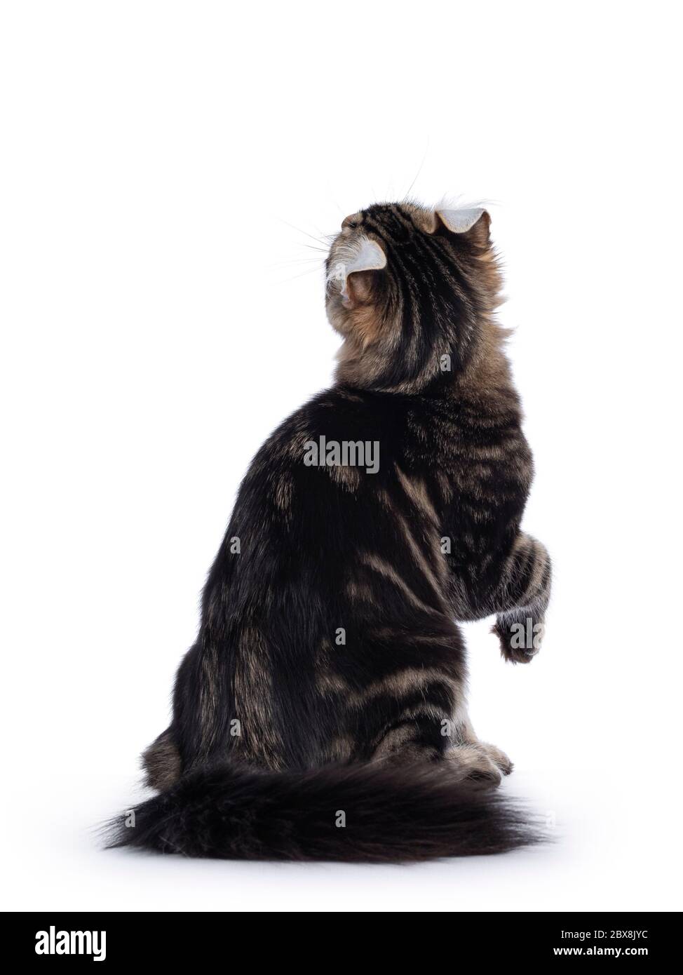 Curled backwards hi-res stock photography and images - Alamy