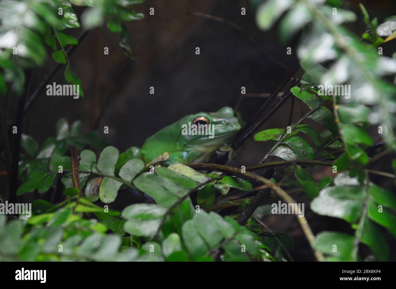 green frog laying on a tree branch Stock Photo