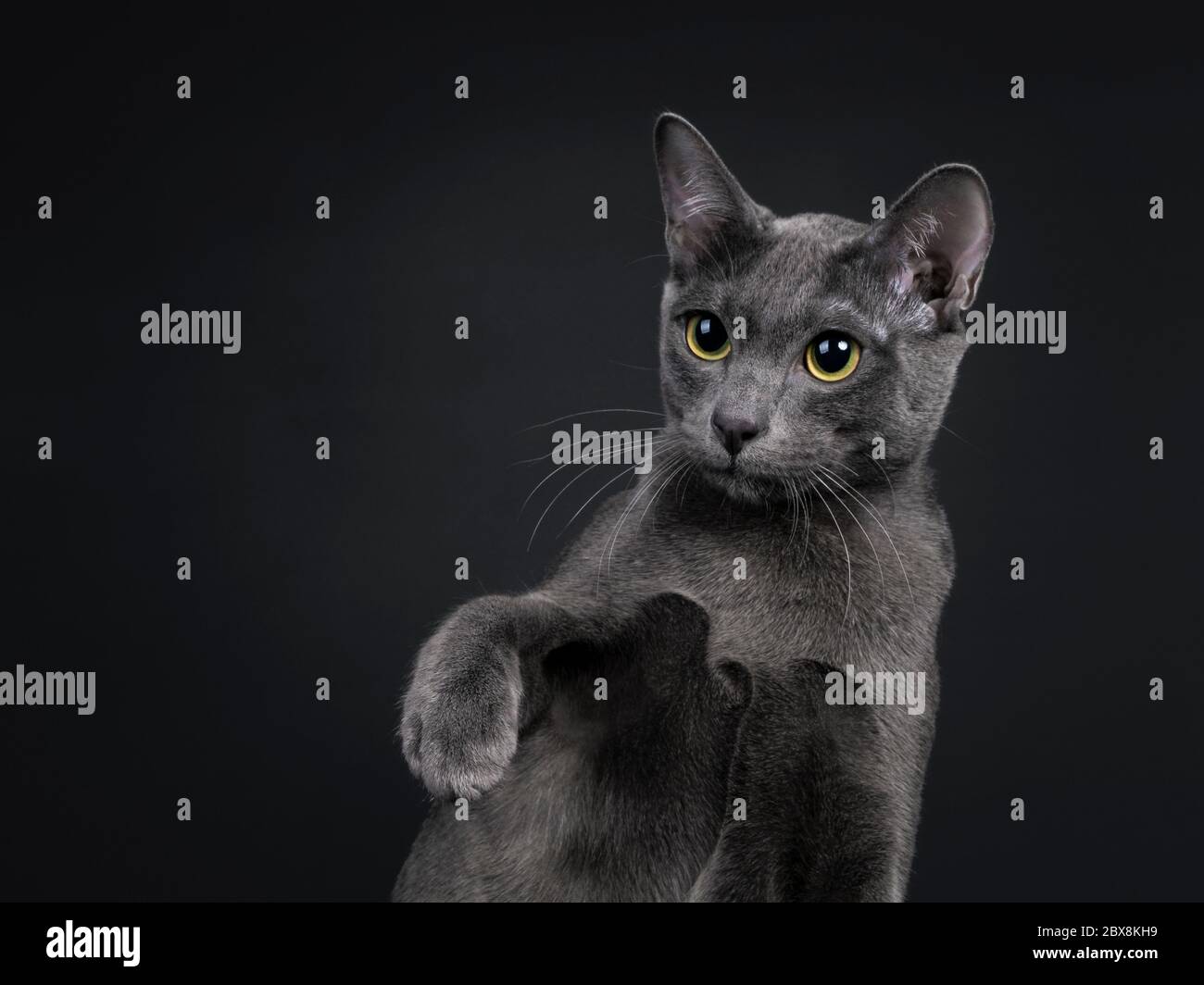 Head shot of beautiful female Korat cat, one paw in air. Looking straight ahead with yellow / green eyes. Isolated on black background. Stock Photo