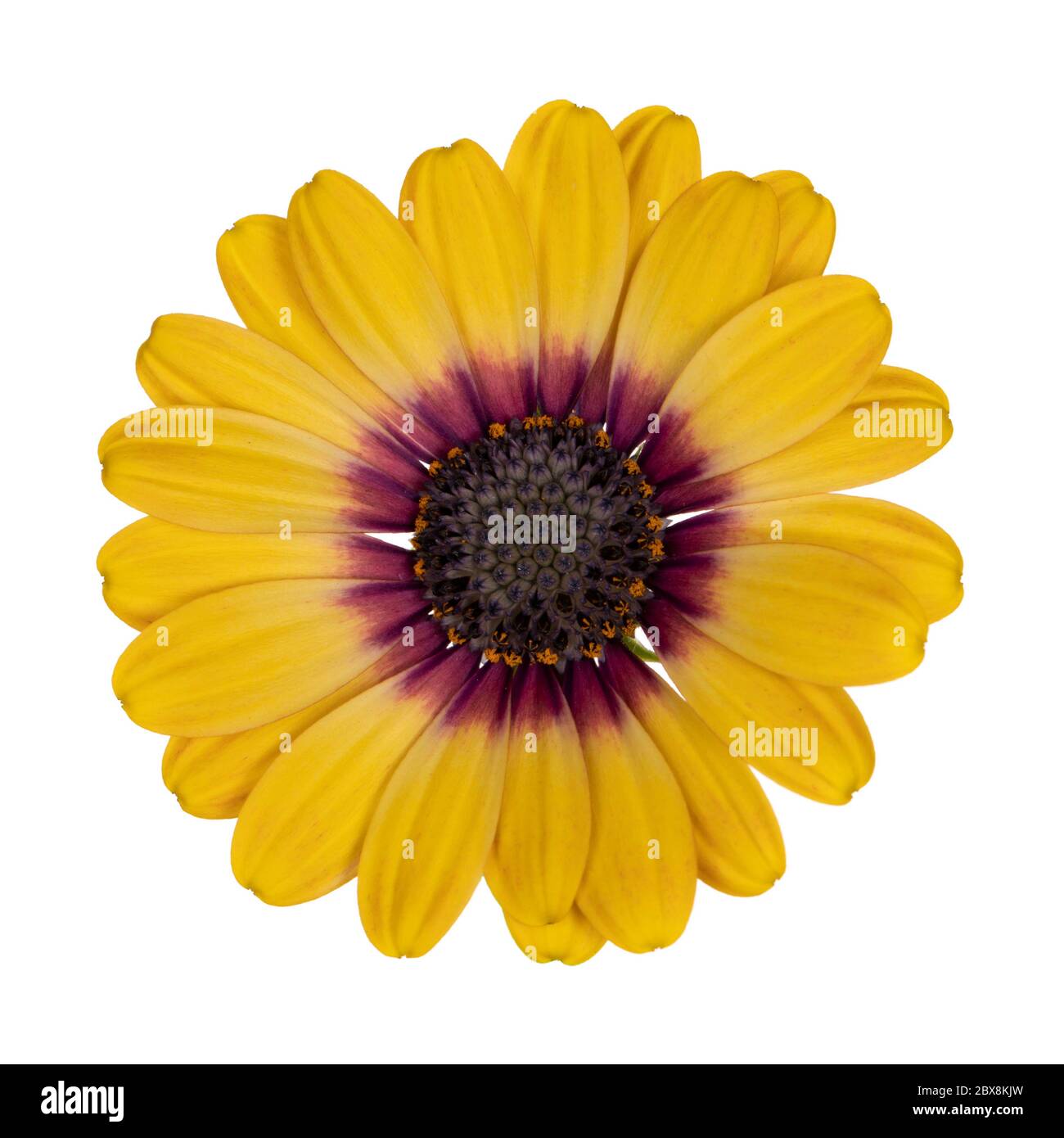 Top view of yellow single Spanish Daisy flower, isolated on white