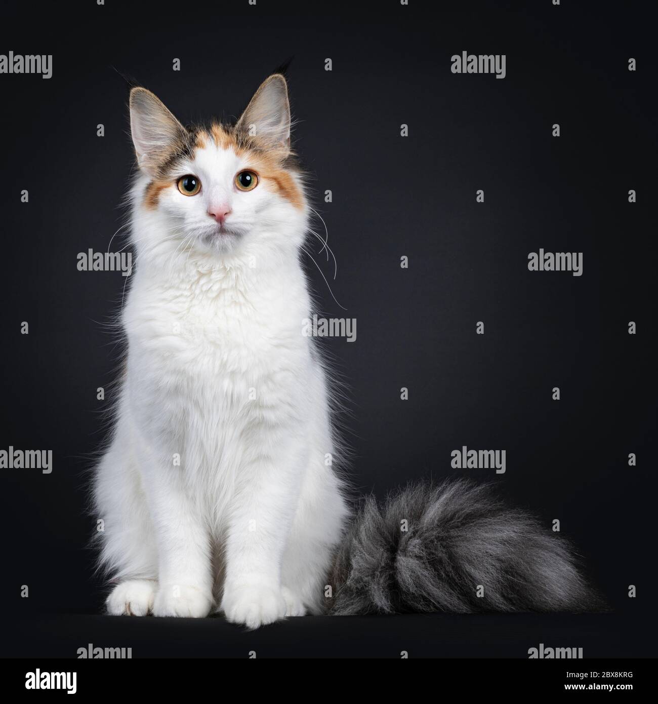 Cute young Norwegian Forestcat cat, sitting facing front. Looking straight at lens. Fluffy tail beside body. Isolated on black background. Stock Photo