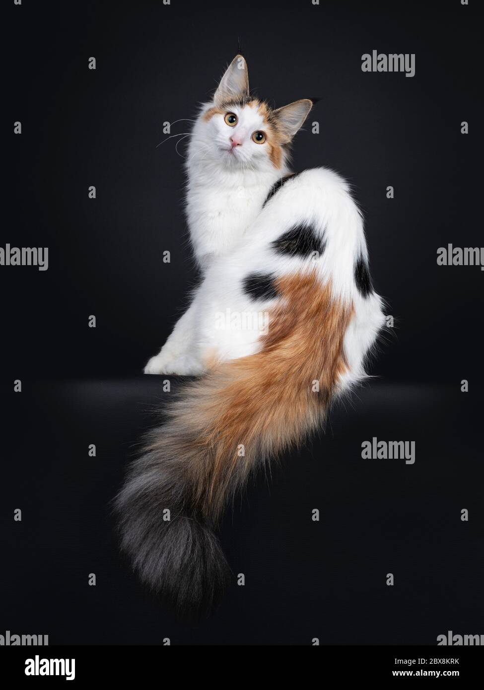 Cute young Norwegian Forestcat cat, sitting backwards. Looking over shoulder straight at lens. Fluffy tail hanging over edge. Isolated on black backgr Stock Photo