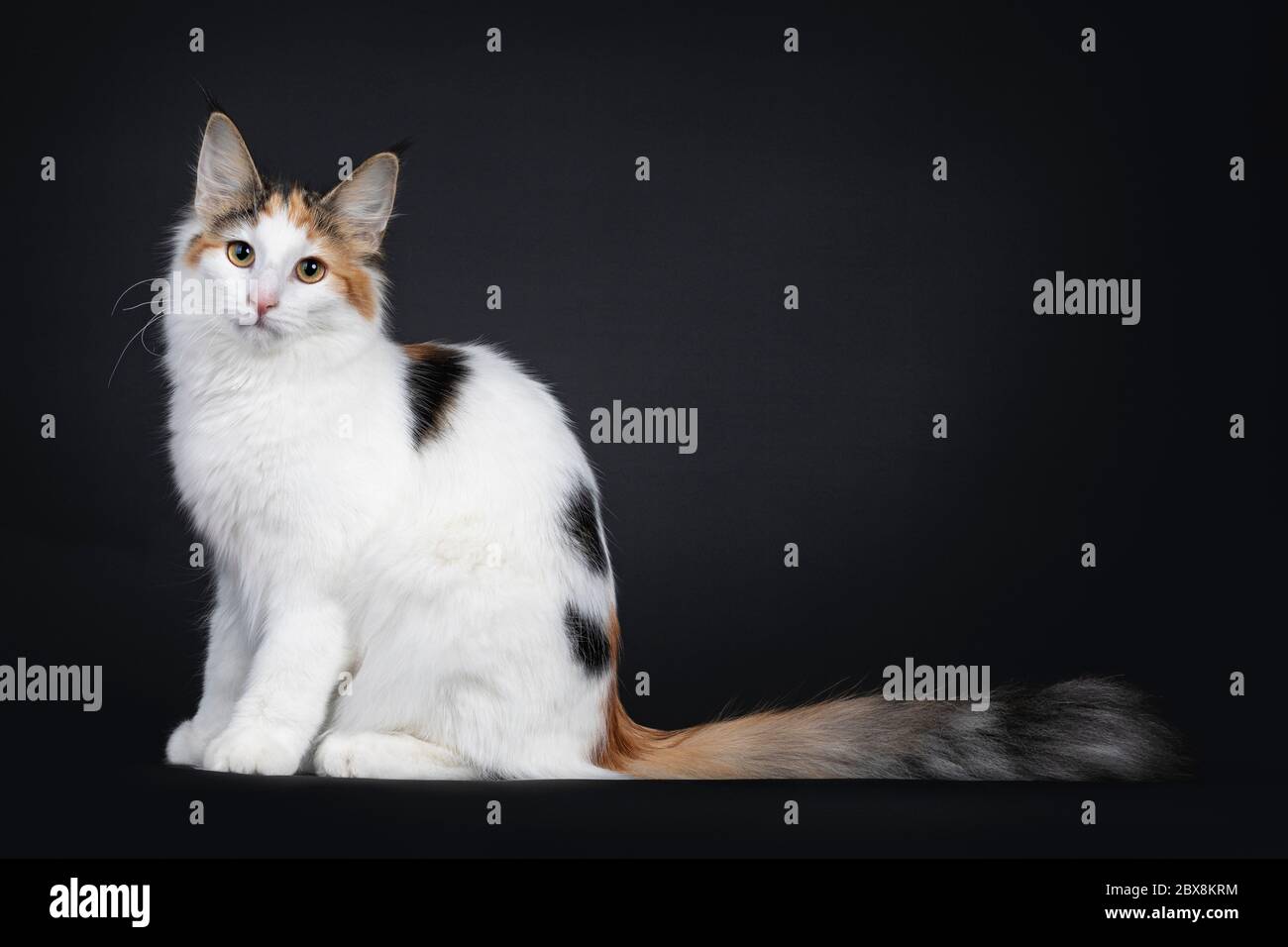 Cute young Norwegian Forestcat cat, sitting side ways. Looking straight at lens. Fluffy tail behind body. Isolated on black background. Stock Photo