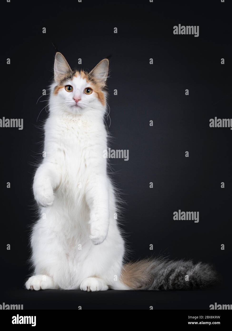 Cute young Norwegian Forestcat cat, sitting facing front on hind paws like meerkat. Looking straight at lens. Fluffy tail beside body. Isolated on bla Stock Photo