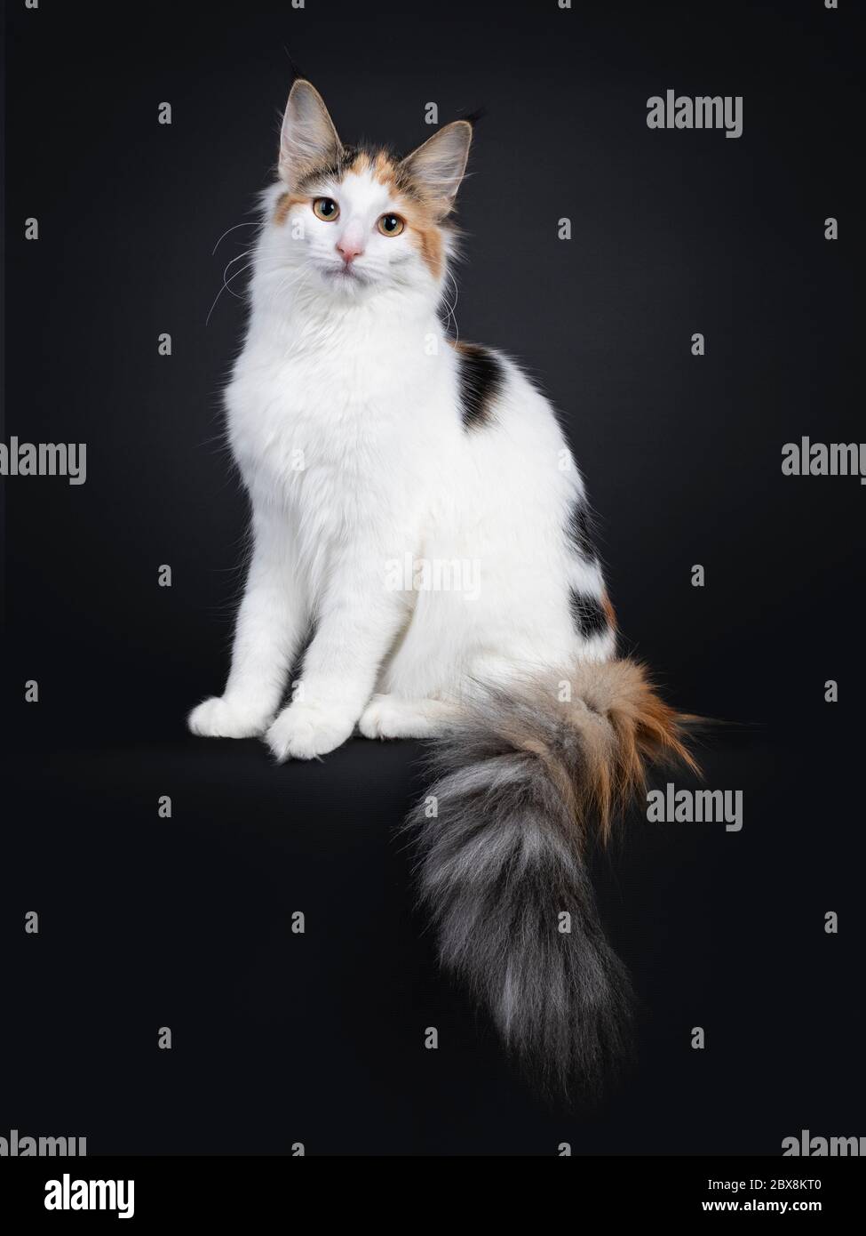 Cute young Norwegian Forestcat cat, sitting side ways with tail hanging down over edge. Looking straight at lens. Isolated on black background. Stock Photo