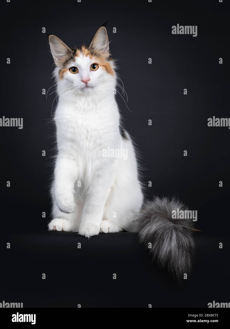 Cute young Norwegian Forestcat cat, sitting side ways wit tail hanging down over edge. Looking straight at lens. Isolated on black background. Stock Photo