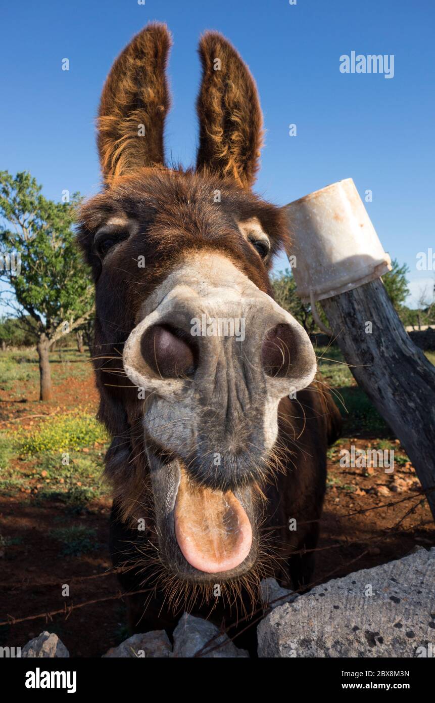 Donkey portrait Stock Photo
