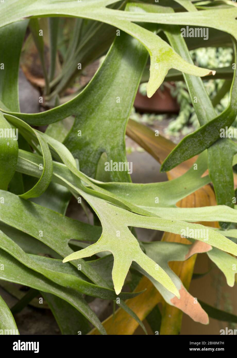 elkhorn fern or common staghorn fern (Platycerium bifurcatum) Stock Photo