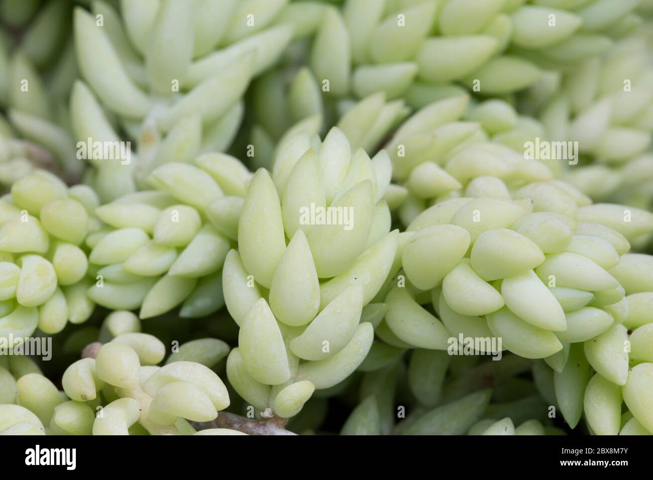 Sedum morganianum leaves Stock Photo