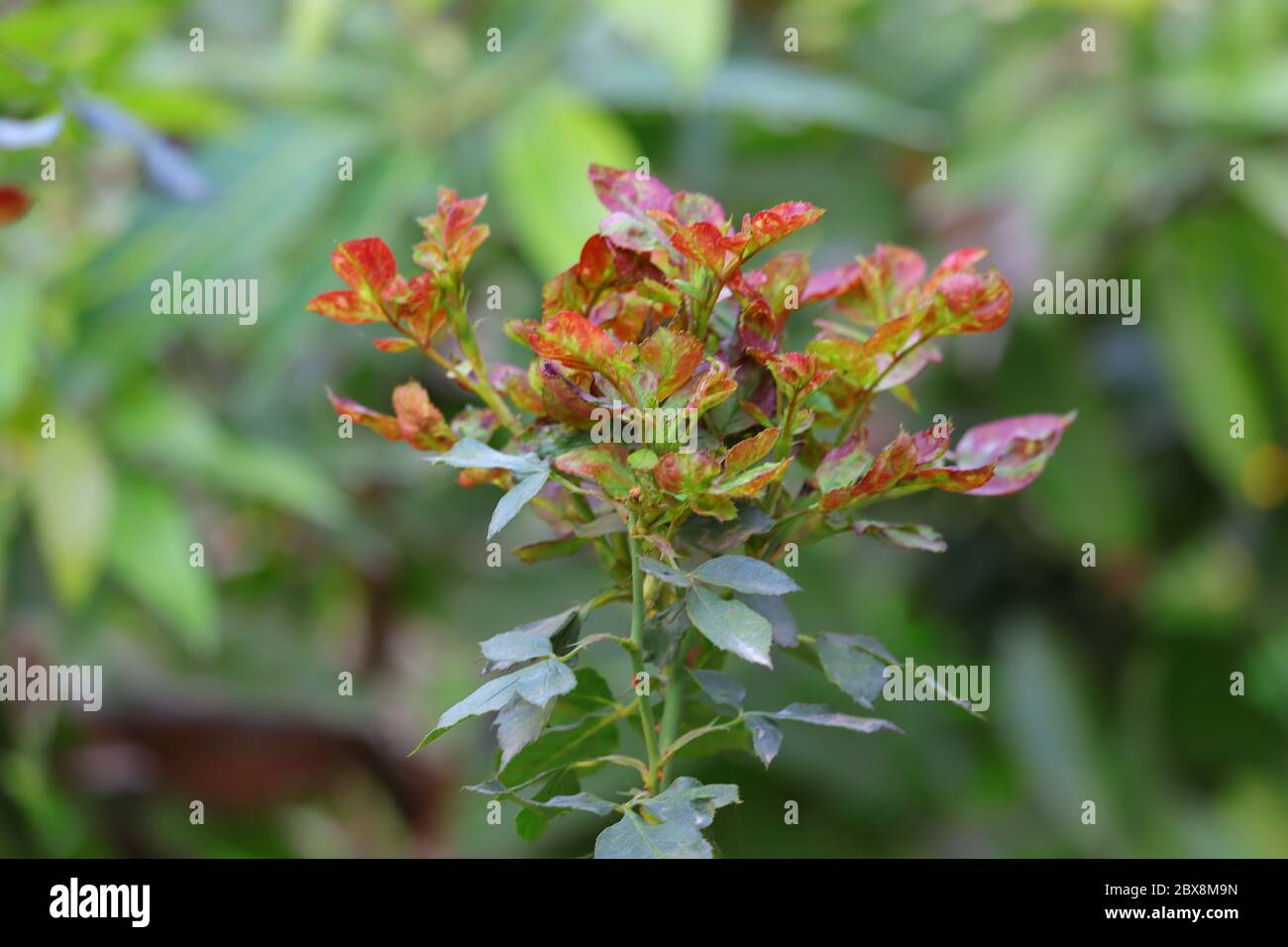 Rose leaves hi-res stock photography and images - Alamy