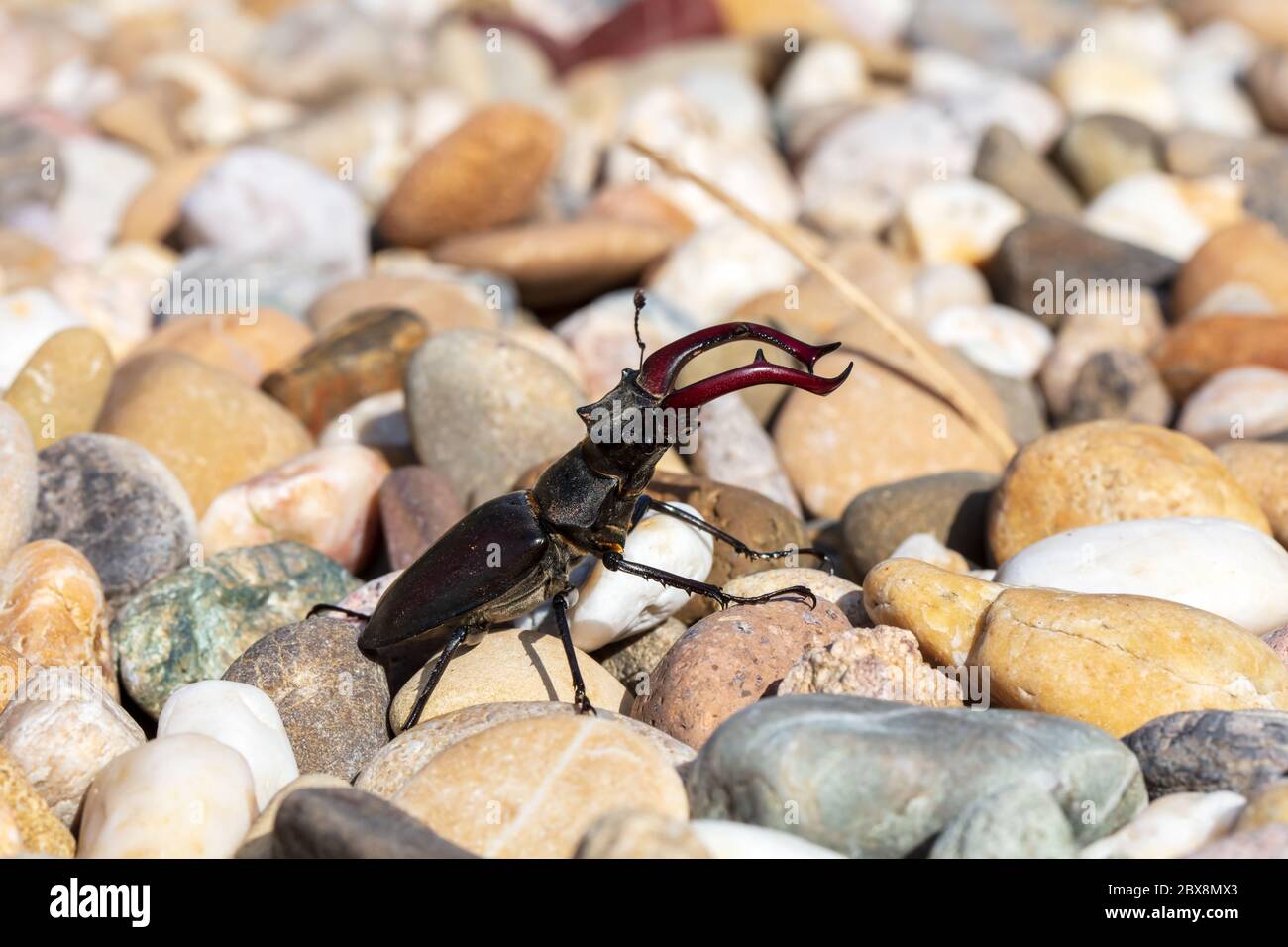 giant male deer beetle on the hunt for confectioners in the gravel bed in aggressive posture with combat-ready scissors Stock Photo