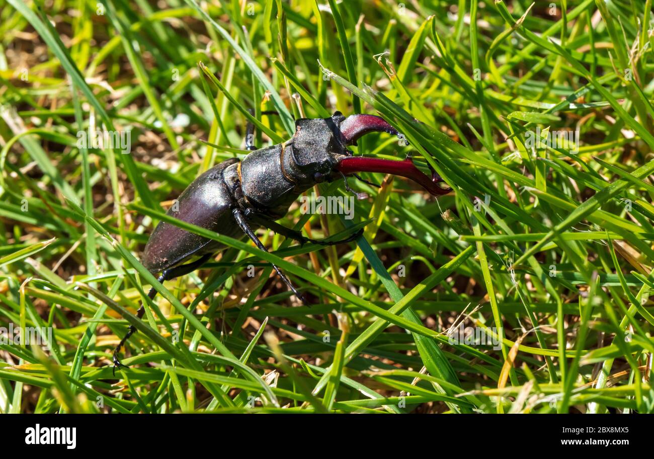 giant male deer beetle on the hunt for confectioners in green grass in aggressive posture with combat-ready scissors Stock Photo
