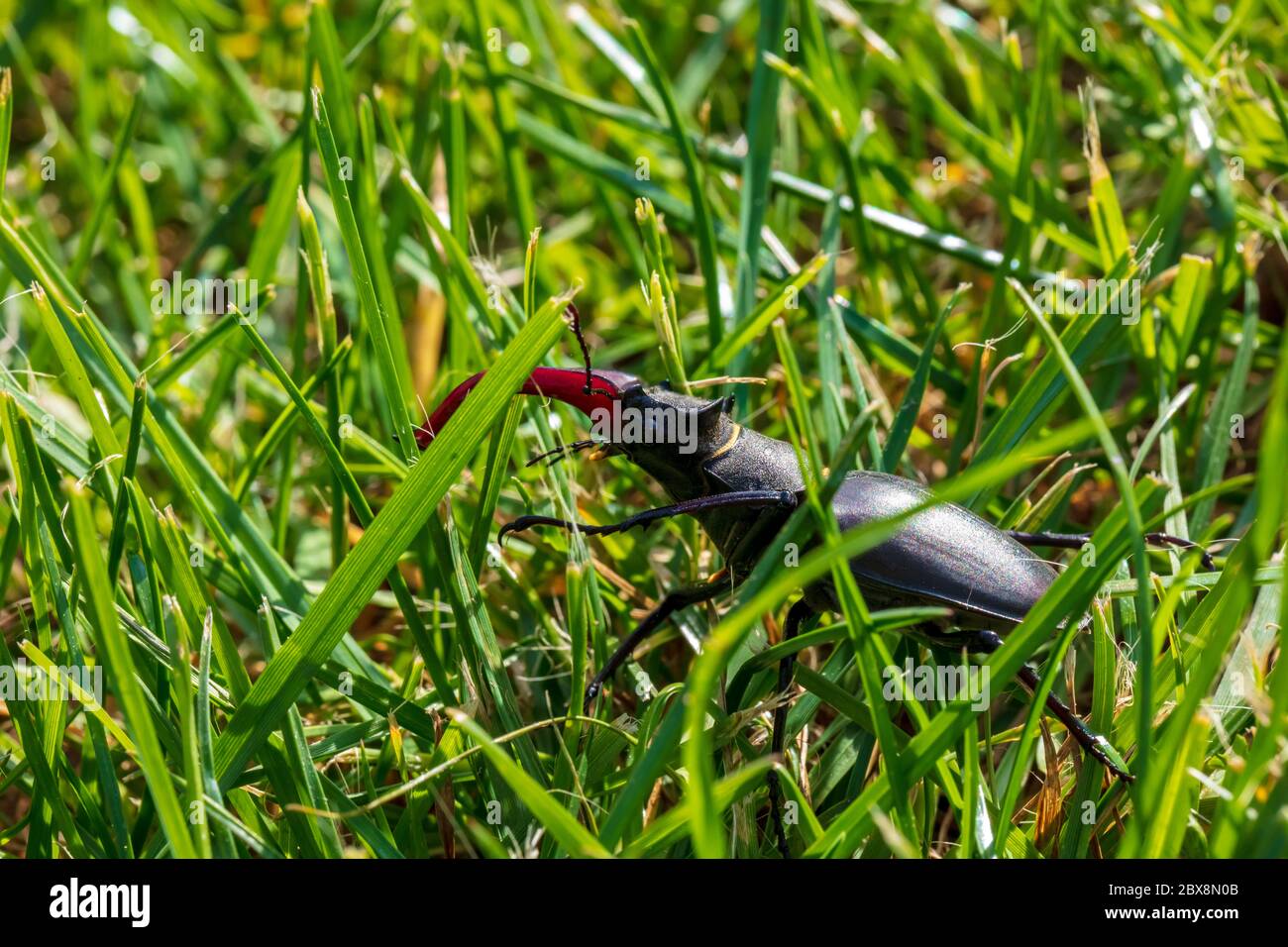 giant male deer beetle on the hunt for confectioners in green grass in aggressive posture with combat-ready scissors Stock Photo