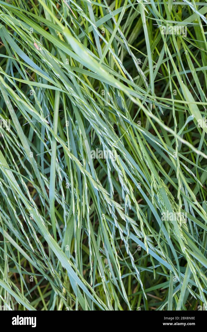 Backdrop, background, vector, design, Green grass with seed heads Stock Photo