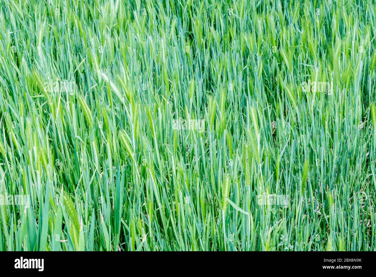 Backdrop, background, vector, design. Green grass backdrop Stock Photo